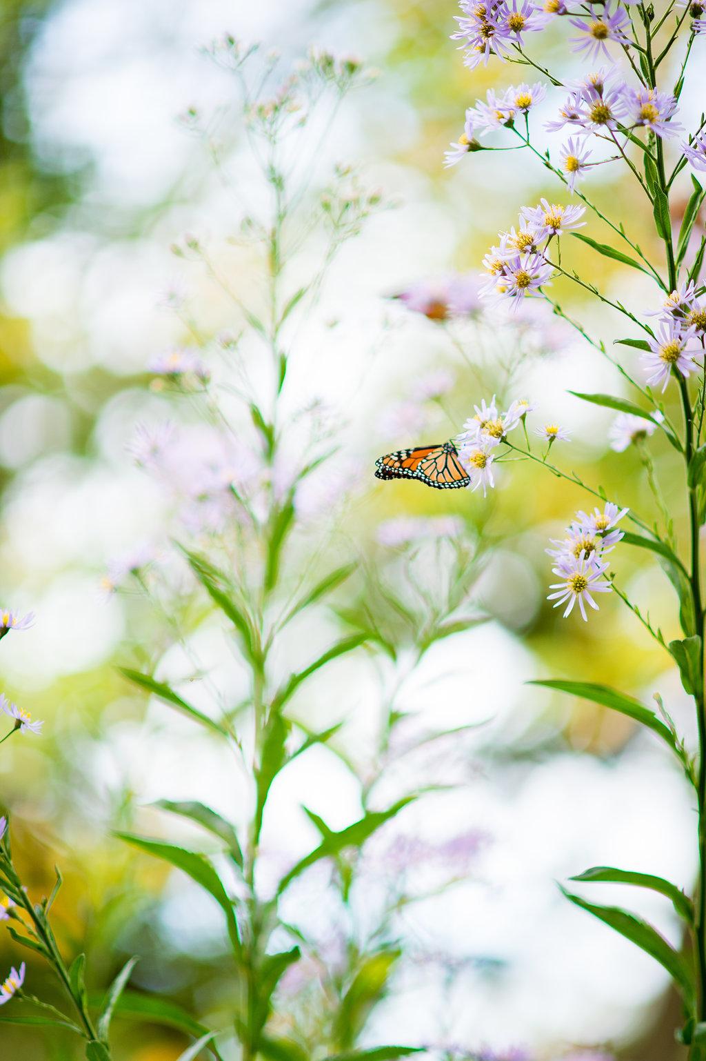 Getting married in Central Park means you WILL have great wedding photos